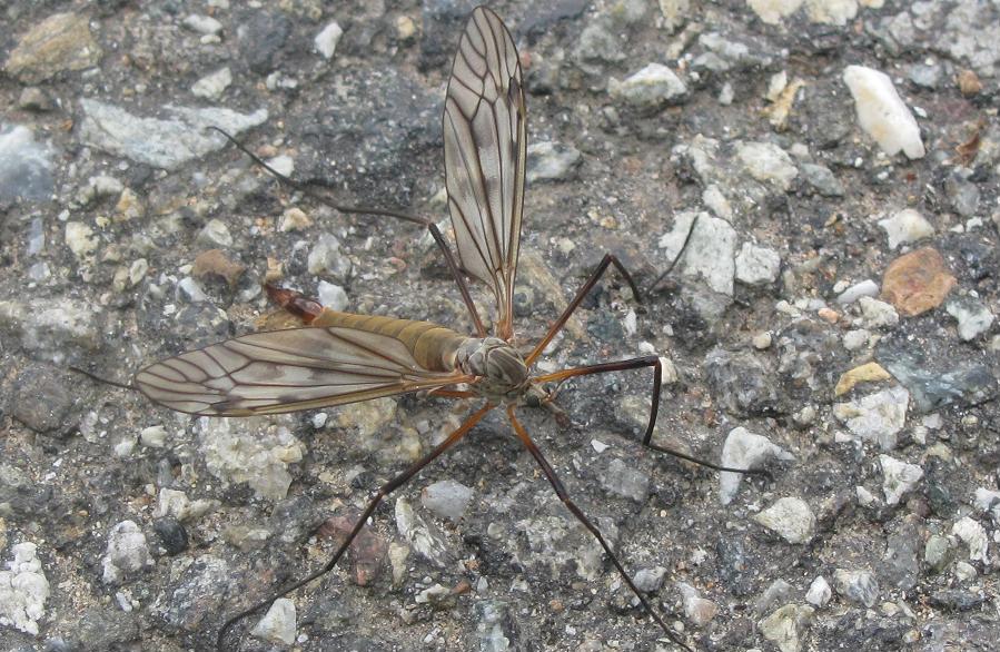 Tipula sp. (Tipulidae)